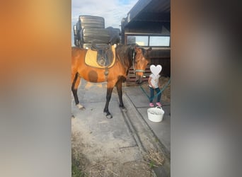 Arabo Beduino (Asil), Castrone, 4 Anni, 150 cm, Baio