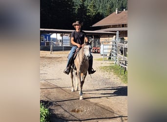 Arabo Beduino (Asil), Castrone, 4 Anni, 158 cm, Grigio pezzato