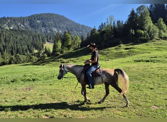Arabo Beduino (Asil), Castrone, 4 Anni, 158 cm, Grigio pezzato