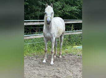 Arabo Beduino (Asil), Castrone, 5 Anni, 148 cm, Grigio