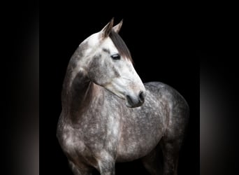 Arabo Beduino (Asil), Castrone, 8 Anni, 161 cm, Grigio pezzato