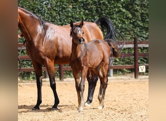 Arabo Beduino (Asil), Giumenta, 1 Anno, 125 cm, Baio