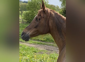 Arabo Beduino (Asil), Giumenta, 20 Anni, 154 cm, Sauro scuro