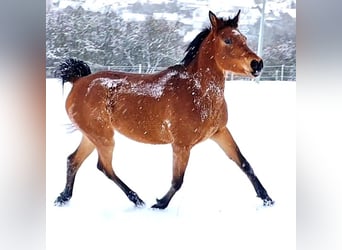 Arabo Beduino (Asil), Giumenta, 4 Anni, Baio