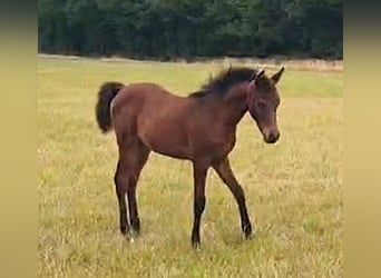 Arabo Beduino (Asil), Giumenta, Puledri (03/2025), Baio chiaro