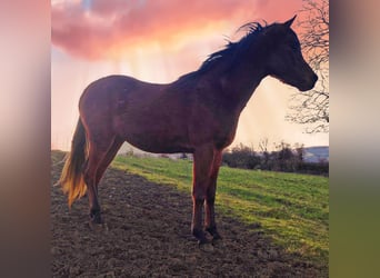Arabo Beduino (Asil), Stallone, 3 Anni, 148 cm, Baio