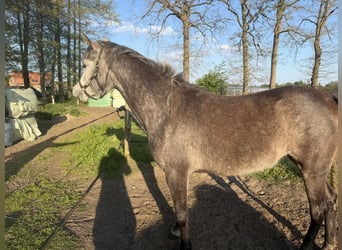 Arabo Beduino (Asil), Stallone, 4 Anni, 154 cm, Grigio
