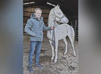 Arabo Beduino (Asil), Stallone, 4 Anni, 155 cm, Grigio