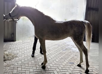 Arabo Beduino (Asil), Stallone, 4 Anni, 155 cm, Grigio