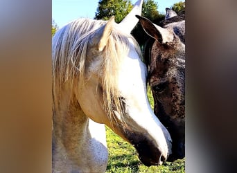 Arabo Beduino (Asil), Stallone, 4 Anni, 155 cm, Grigio