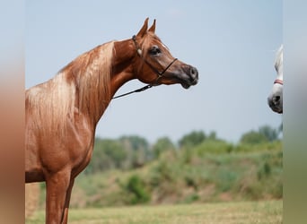 Arabo Beduino (Asil) Mix, Stallone, 4 Anni, 160 cm, Sauro
