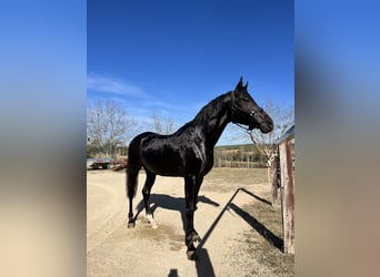 Arabo Berbero, Castrone, 12 Anni, 145 cm, Morello