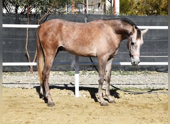 Arabo Berbero, Castrone, 3 Anni, 152 cm, Grigio