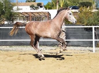 Arabo Berbero, Castrone, 3 Anni, 152 cm, Grigio