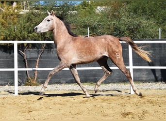 Arabo Berbero, Castrone, 3 Anni, 152 cm, Grigio
