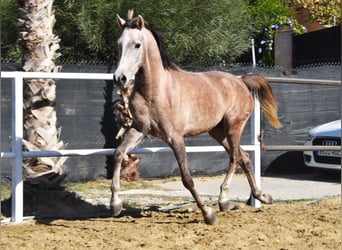 Arabo Berbero, Castrone, 3 Anni, 152 cm, Grigio