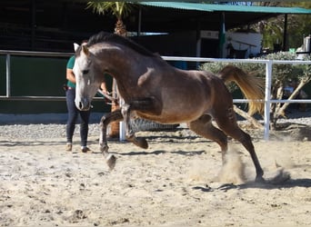 Arabo Berbero, Castrone, 3 Anni, 152 cm, Grigio