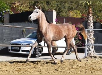 Arabo Berbero, Castrone, 3 Anni, 152 cm, Grigio