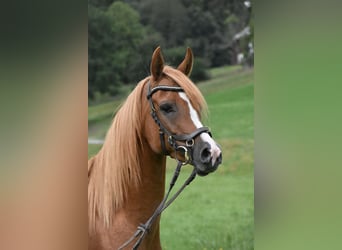 Arabo Berbero, Castrone, 4 Anni, 150 cm, Sauro