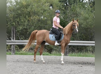 Arabo Berbero, Castrone, 4 Anni, 150 cm, Sauro