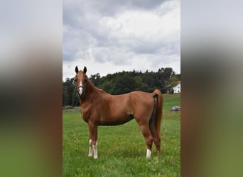 Arabo Berbero, Castrone, 4 Anni, 150 cm, Sauro