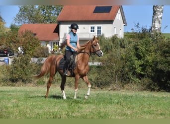 Arabo Berbero, Castrone, 4 Anni, 150 cm, Sauro