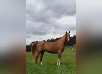 Arabo Berbero, Castrone, 4 Anni, 150 cm, Sauro