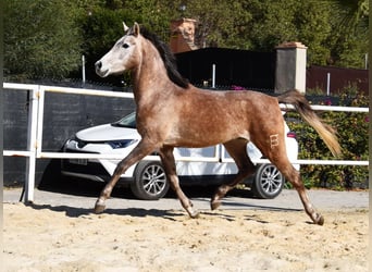 Arabo Berbero, Castrone, 4 Anni, 155 cm, Grigio
