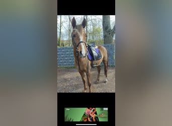 Arabo Berbero, Castrone, 9 Anni, 150 cm, Baio chiaro