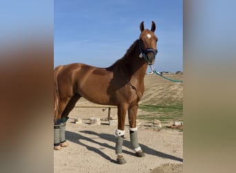 Arabo Berbero, Castrone, 9 Anni, Sauro