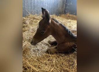 Arabo Berbero, Giumenta, 5 Anni, 153 cm, Grigio