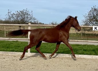 Arabo Berbero Mix, Giumenta, 8 Anni, 148 cm, Sauro