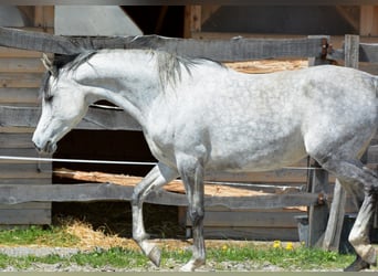 Arabo Berbero, Giumenta, 9 Anni, 153 cm, Grigio trotinato