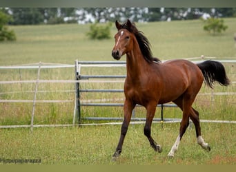 Arabo Berbero, Stallone, 2 Anni, 148 cm, Baio
