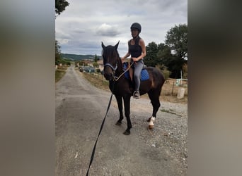 Arabo Berbero, Stallone, 3 Anni, 153 cm, Morello