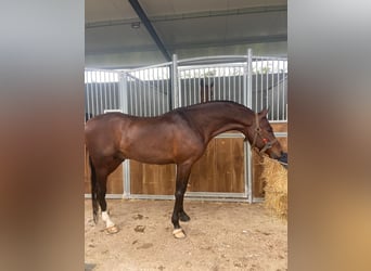 Arabo Berbero, Stallone, 9 Anni, 157 cm, Baio