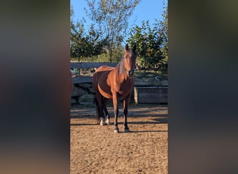 Arabo Egiziano, Castrone, 13 Anni, 144 cm, Baio