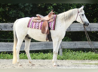 Arabo Egiziano, Castrone, 14 Anni, 154 cm, Grigio