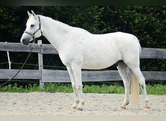 Arabo Egiziano, Castrone, 14 Anni, 154 cm, Grigio