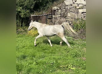 Arabo Egiziano, Castrone, 16 Anni, 155 cm, Grigio