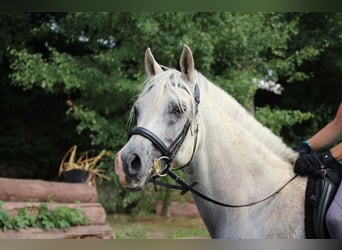 Arabo Egiziano, Castrone, 17 Anni, 152 cm, Grigio