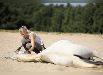 Arabo Egiziano, Castrone, 18 Anni, 152 cm, Grigio trotinato
