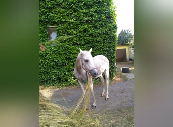 Arabo Egiziano, Castrone, 18 Anni, 155 cm, Grigio trotinato