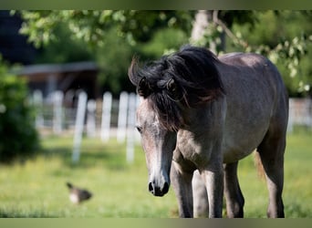 Arabo Egiziano, Castrone, 2 Anni, 155 cm, Può diventare grigio