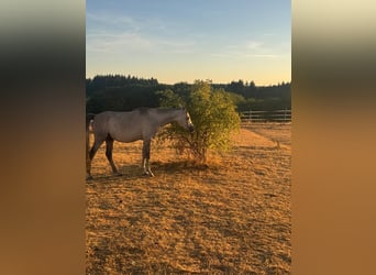 Arabo Egiziano, Castrone, 4 Anni, 150 cm, Grigio
