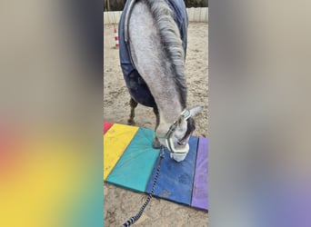 Arabo Egiziano, Castrone, 4 Anni, 150 cm, Grigio