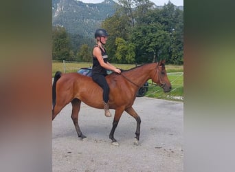 Arabo Egiziano, Castrone, 8 Anni, 147 cm, Baio