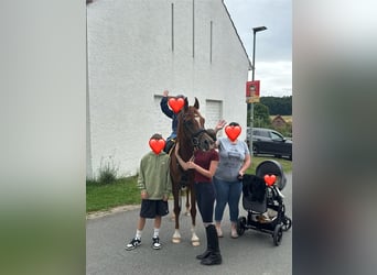 Arabo Egiziano, Castrone, 8 Anni, 153 cm, Sauro