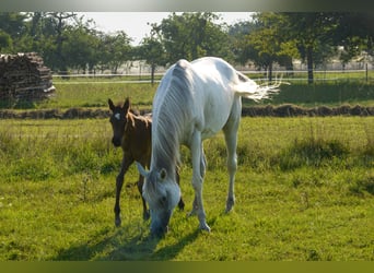 Arabo Egiziano, Giumenta, 11 Anni, 153 cm, Grigio trotinato