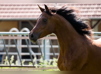 Arabo Egiziano, Giumenta, 11 Anni, 155 cm, Baio